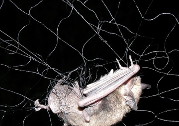 Bat research ongoing in Upper Connecticut River Basin