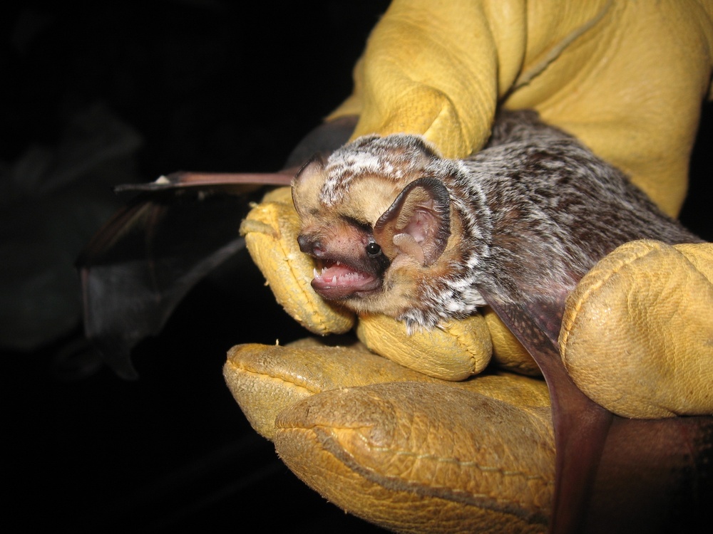 Bat research ongoing in Upper Connecticut River Basin