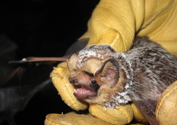 Bat research ongoing in Upper Connecticut River Basin