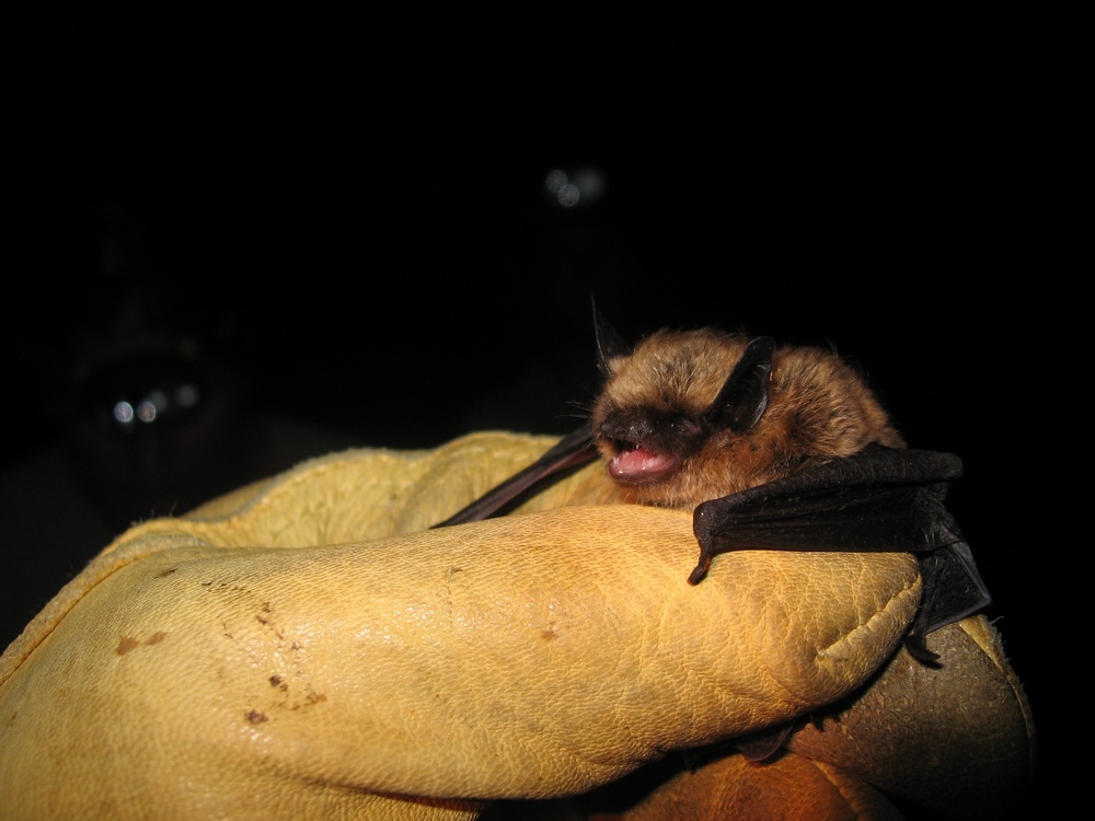 Bat research ongoing in Upper Connecticut River Basin