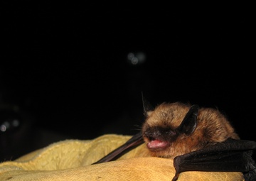 Bat research ongoing in Upper Connecticut River Basin