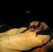 Bat research ongoing in Upper Connecticut River Basin