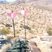 Army, Marines Corp EOD clear ordnance at NTC