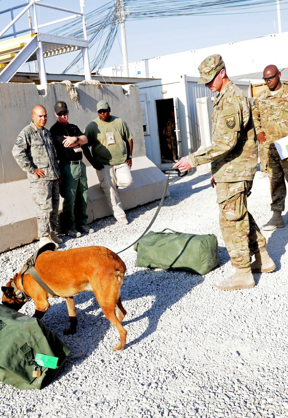 Military working dog detects narcotics during Regional Command (South) demonstration