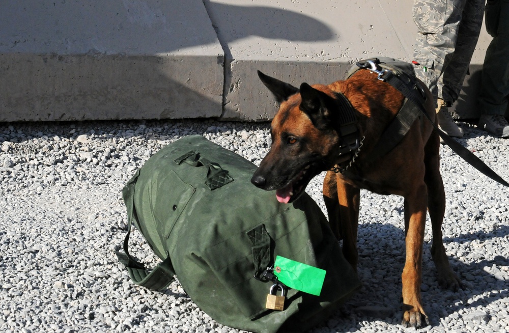 Military working dog detects narcotics during Regional Command (South) demonstration