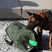 Military working dog detects narcotics during Regional Command (South) demonstration