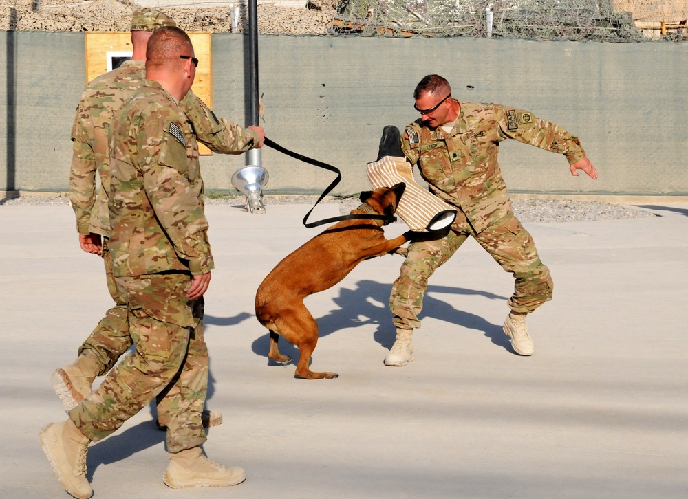 82nd Airborne Division leadership participates in military working dog demonstration