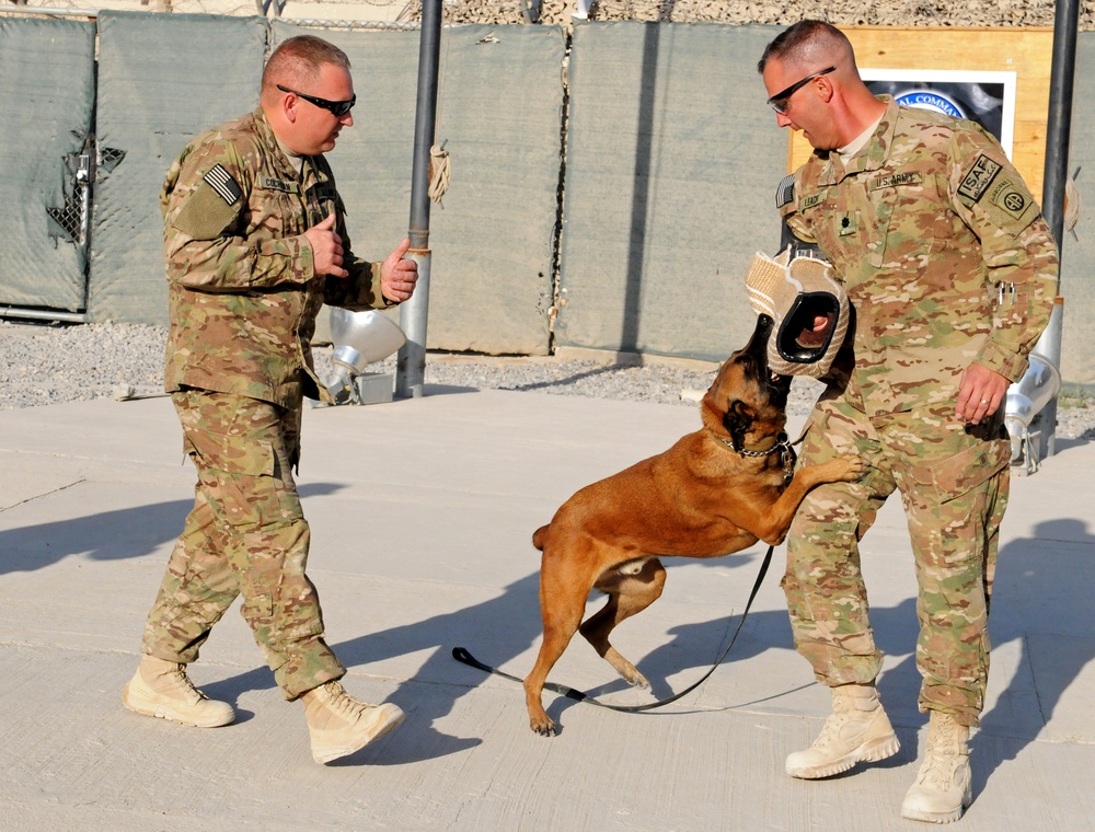 82nd Airborne Division leadership participates in military working dog demonstration