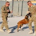 82nd Airborne Division leadership participates in military working dog demonstration