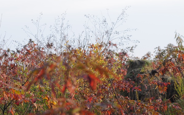 From PIGs to HOGs the Scout Sniper way