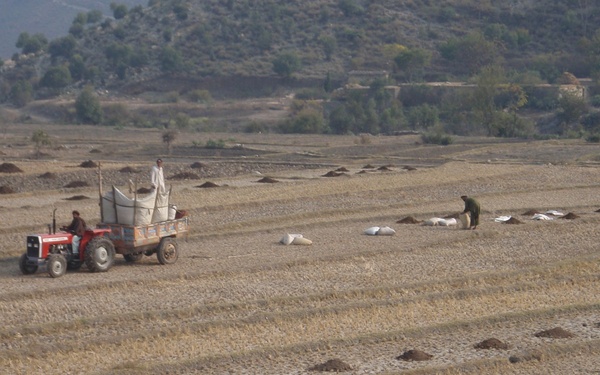 ADT to distribute wheat seed to Khowst farmers