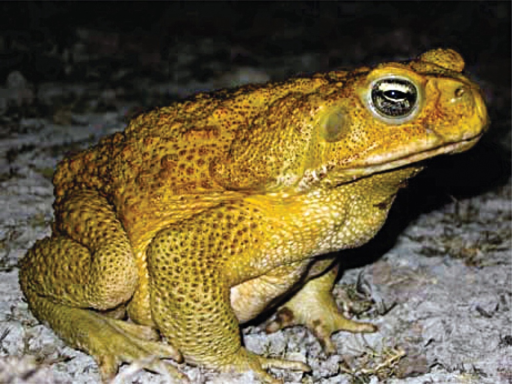 Avoid, report harmful toads