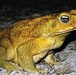 Avoid, report harmful toads