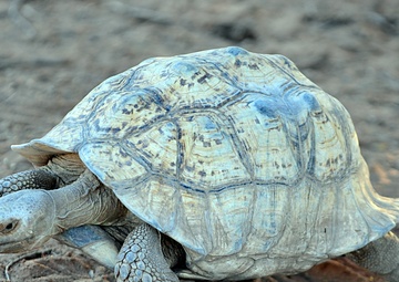 Kansas National Guard discovers, aids nature
