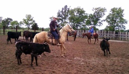 From the battle to the saddle: Soldier plans to continue training horses after Iraq