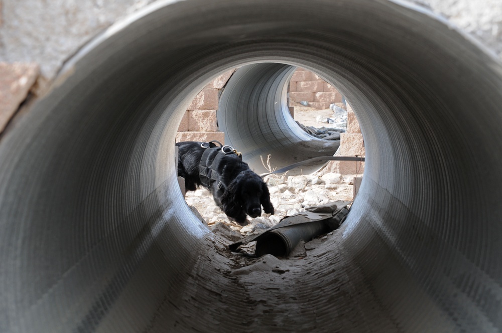 Sniffing out the bombs