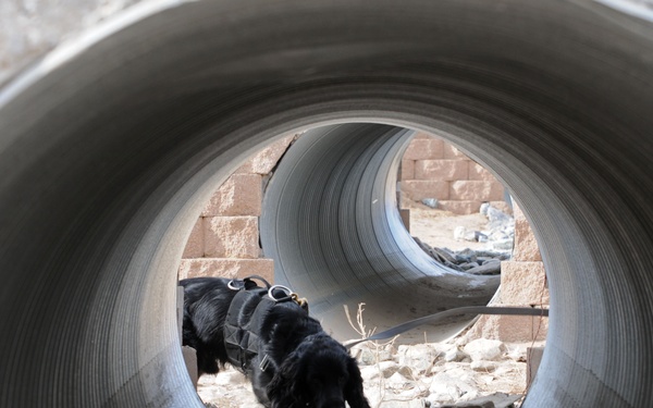 A black dog wearing a working harness is navigating through large concrete drainage or culvert pipes in what appears to be a rubble-strewn environment. The image is captured from inside one pipe looking outward, creating a tunnel-within-tunnel perspective. The setting suggests a search-and-rescue training exercise or an active disaster response scenario.