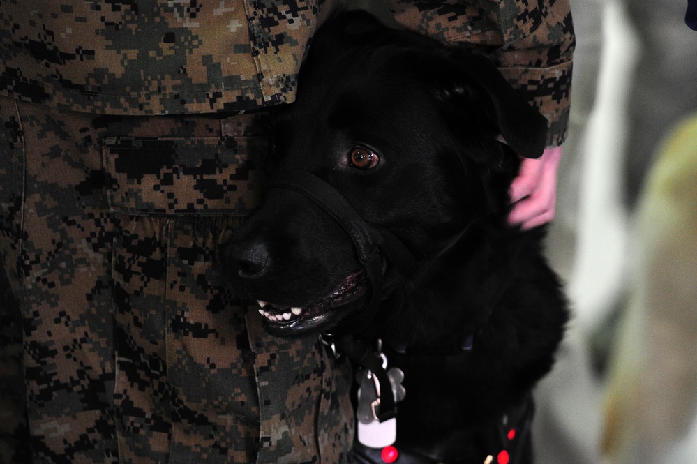 Prisoner-trained service dog is placed with a wounded service member