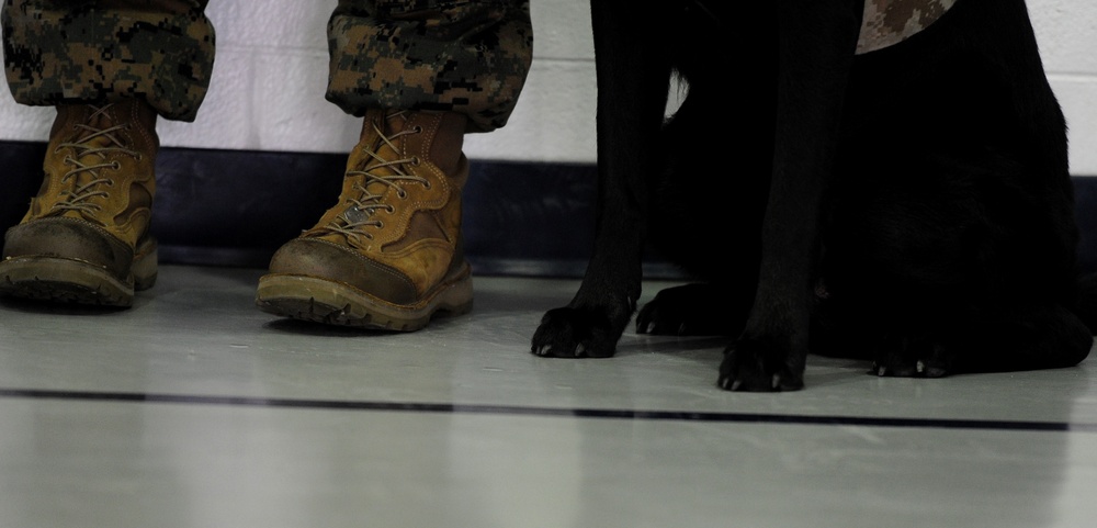 Prisoner-trained service dog is placed with a wounded service member