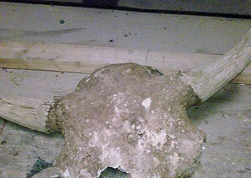 The 2011 drought: Not all bad for Tulsa District Corps lakes