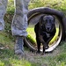 11th Security Forces Group Military Working Dogs