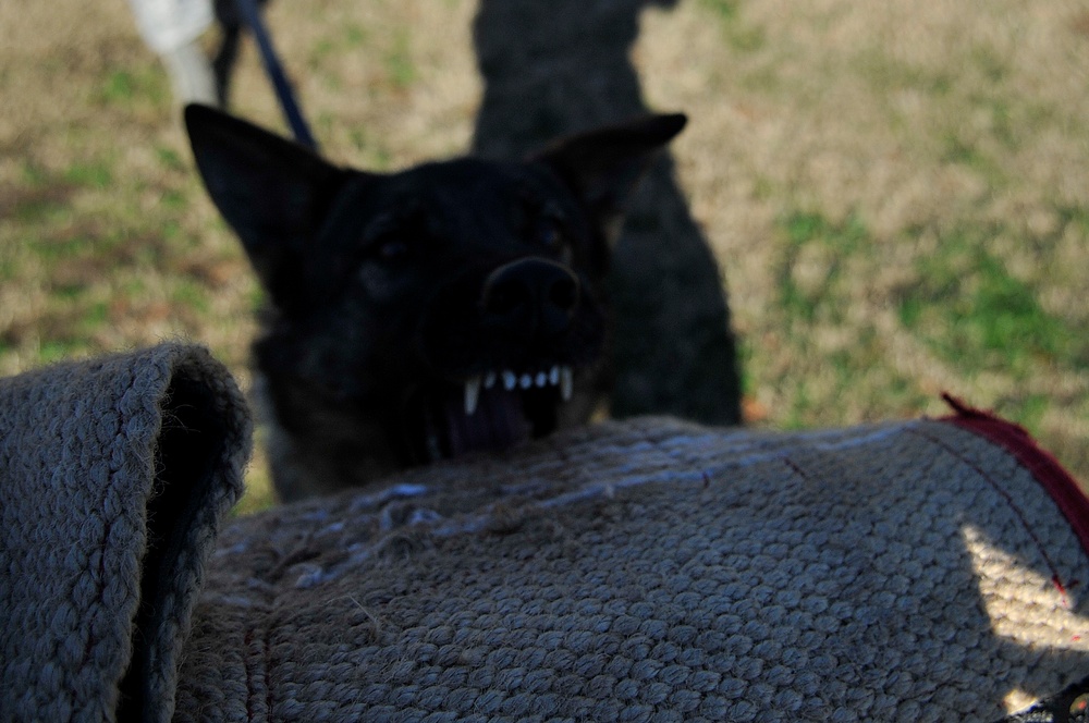 11th Security Forces Group Military working dogs