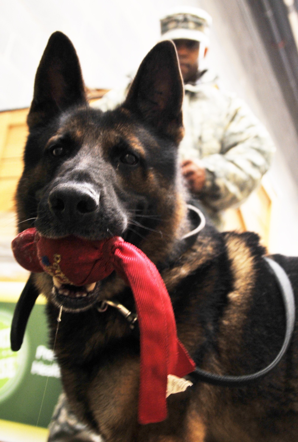 289th Military Police K-9 training
