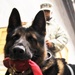 289th Military Police K-9 training
