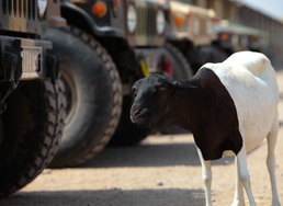 US Marines support Somalia-bound Djiboutian motor group