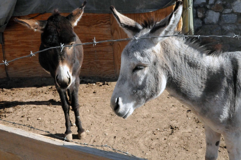 Donkey gifts