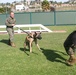 Working dogs: keeping MCRD safe