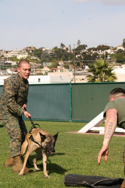 Working dogs: keeping MCRD safe