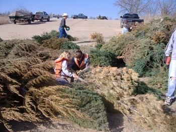 USACE St. Louis District: christmas tree recycling