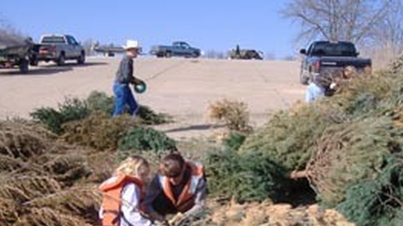 Extend your Christmas tree's life; help create habitats for fish