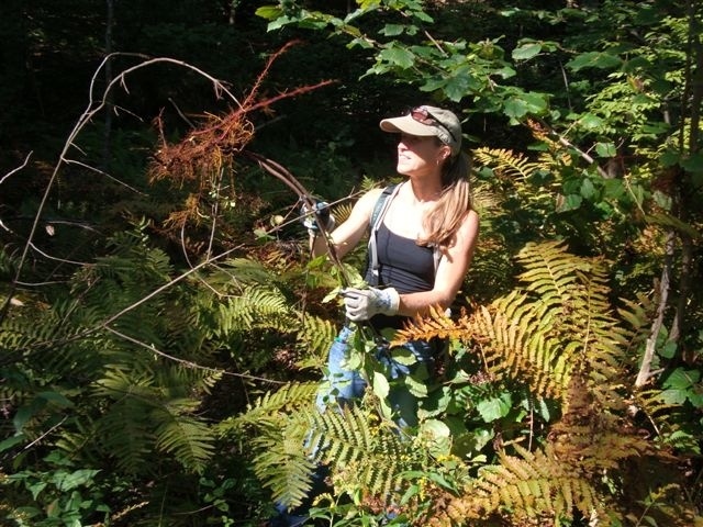 Volunteers reverse some adverse impacts by invasive plants at Edward MacDowell Lake