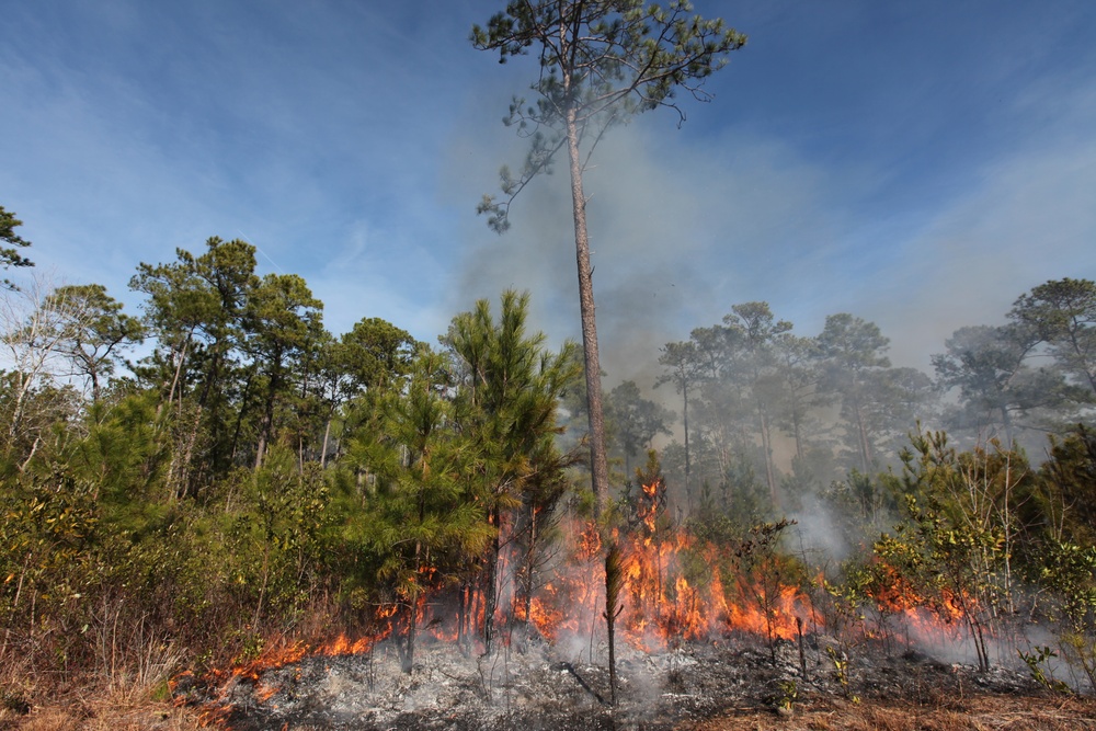 Controlled burns benefit base