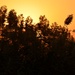 Sunrise in Afghanistan