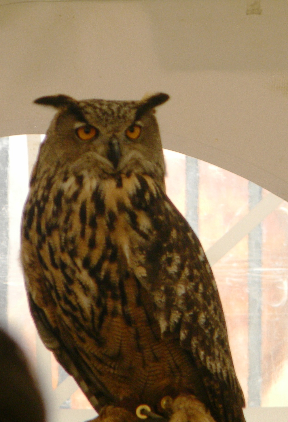 Trevor, an Eurasian Eagle Owl