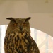 Trevor, an Eurasian Eagle Owl