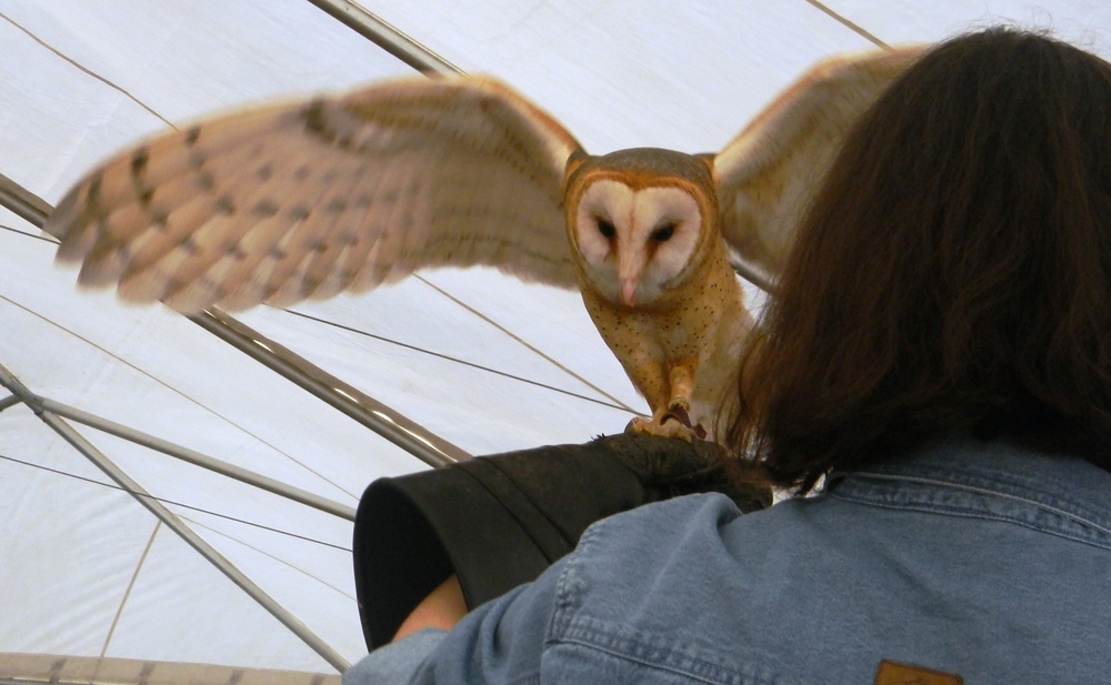 Barn owl prepares to fly during Masters of the Sky event
