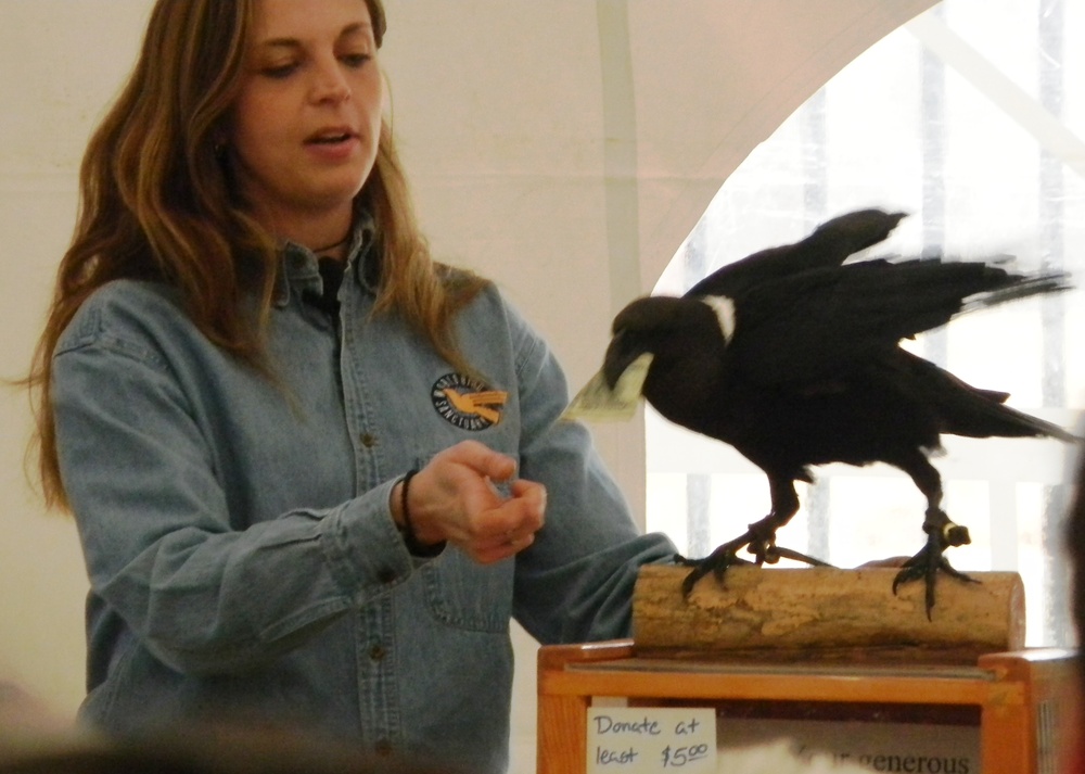 Lenore, a white-necked raven collects donations