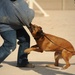 Cold, wet sensors: Dogs have nose for defense