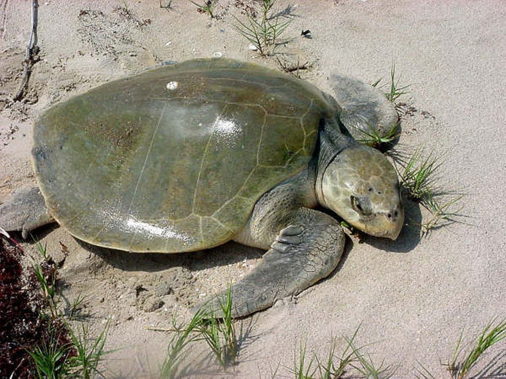 Dvids - Images - Kemp's Ridley Sea Turtle [image 8 Of 9]