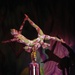 Cirque Dreams dazzles audience