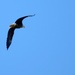 Eagles soar high overhead Dale Hollow Lake bird watchers
