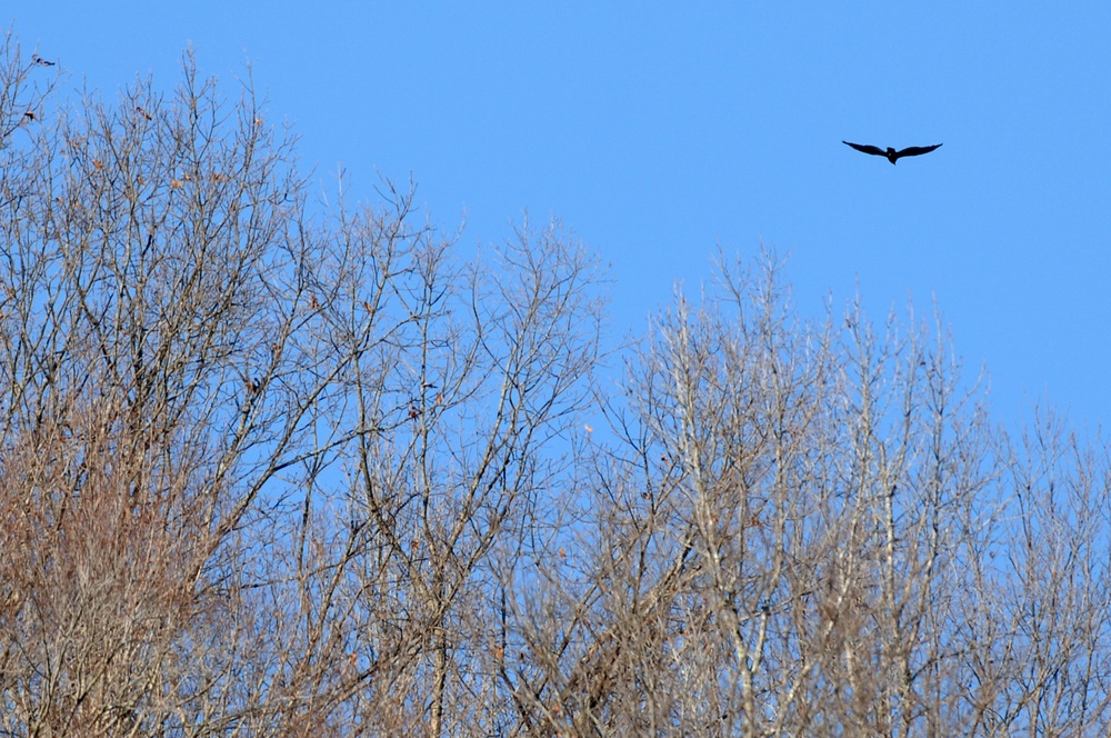 Eagles soar high overhead Dale Hollow Lake bird watchers