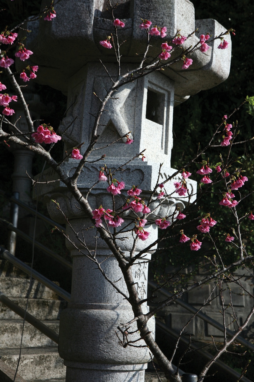 Okinawa blooms with cherry blossoms