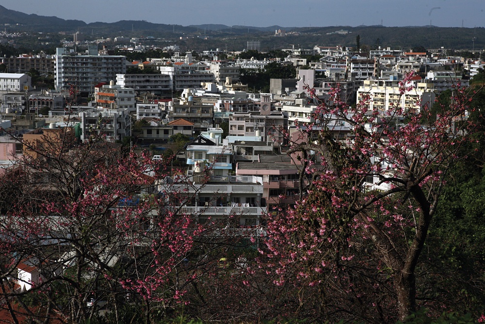 Okinawa blooms with cherry blossoms