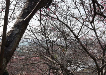 Okinawa blooms with cherry blossoms