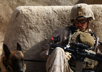Working dogs are Marine's best friend